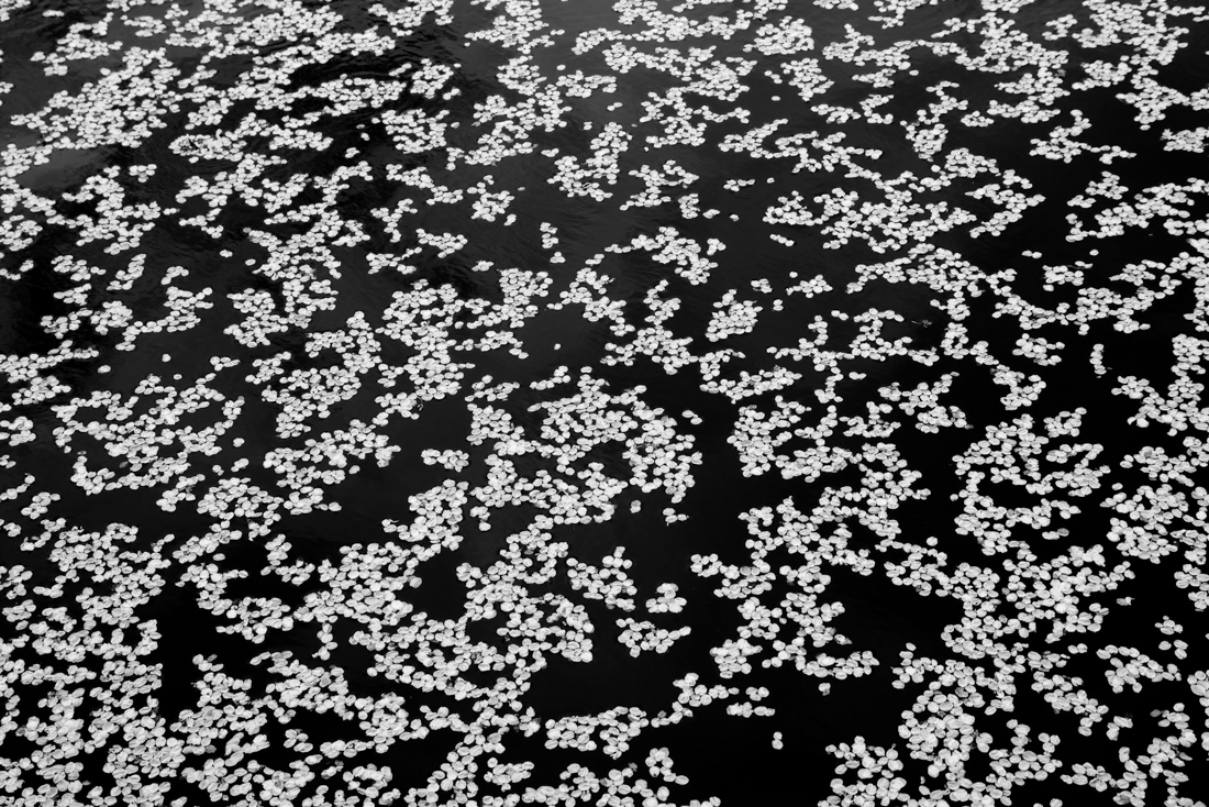 Scattered Flowers Map
