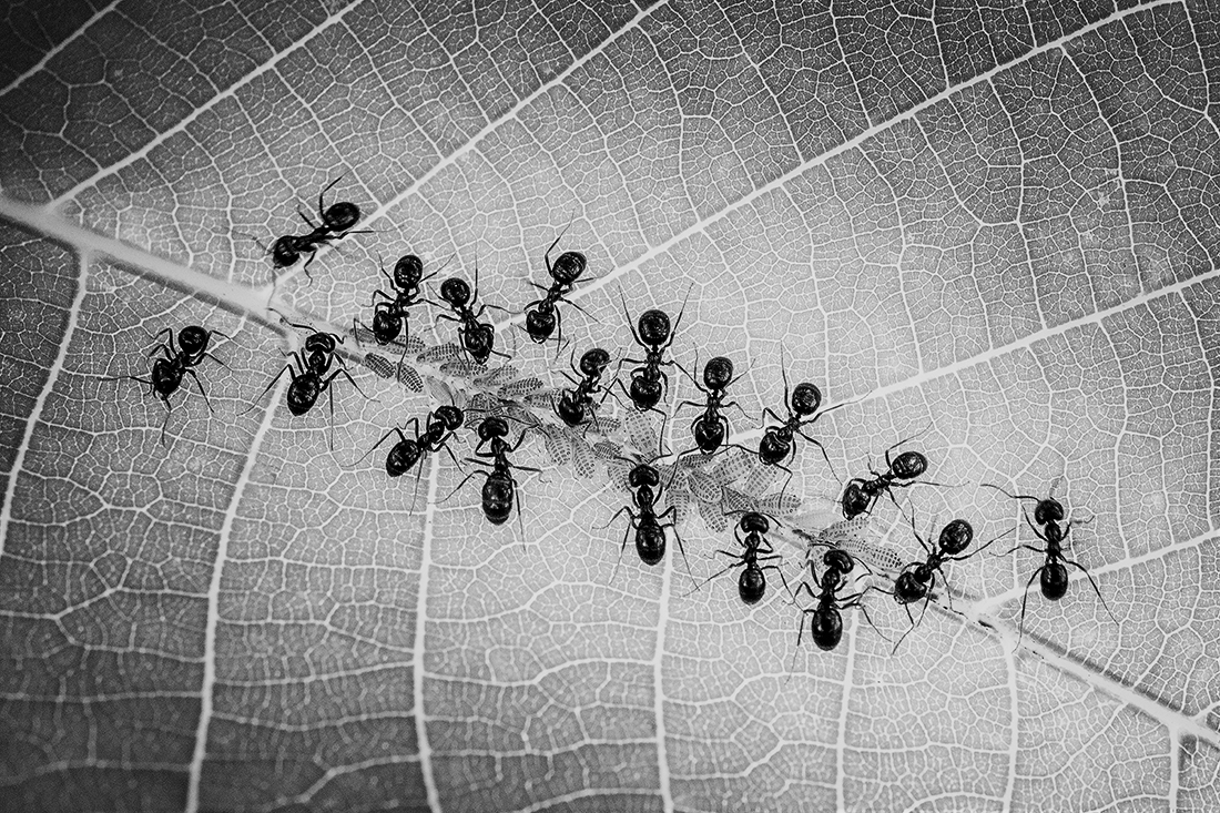 Ants on Duty
