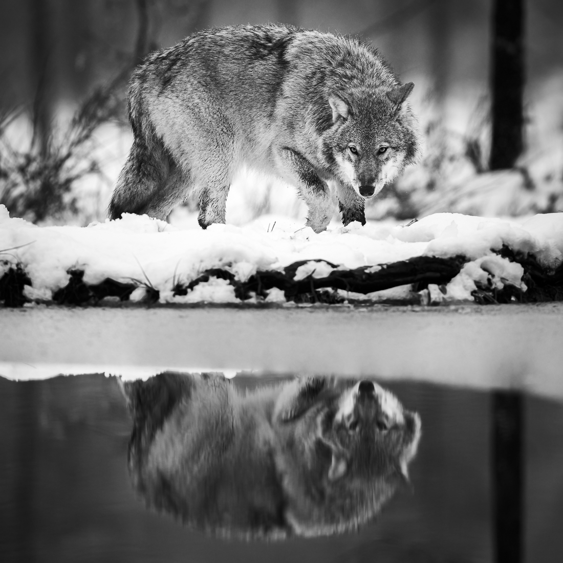 Raunio-Risto_Wolf reflection