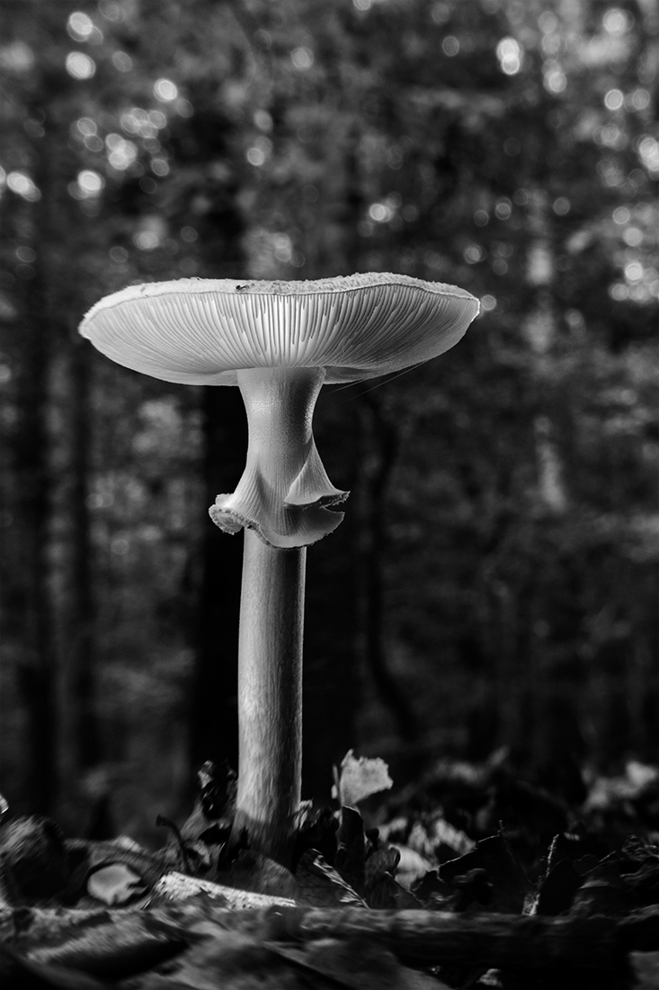 Amanita