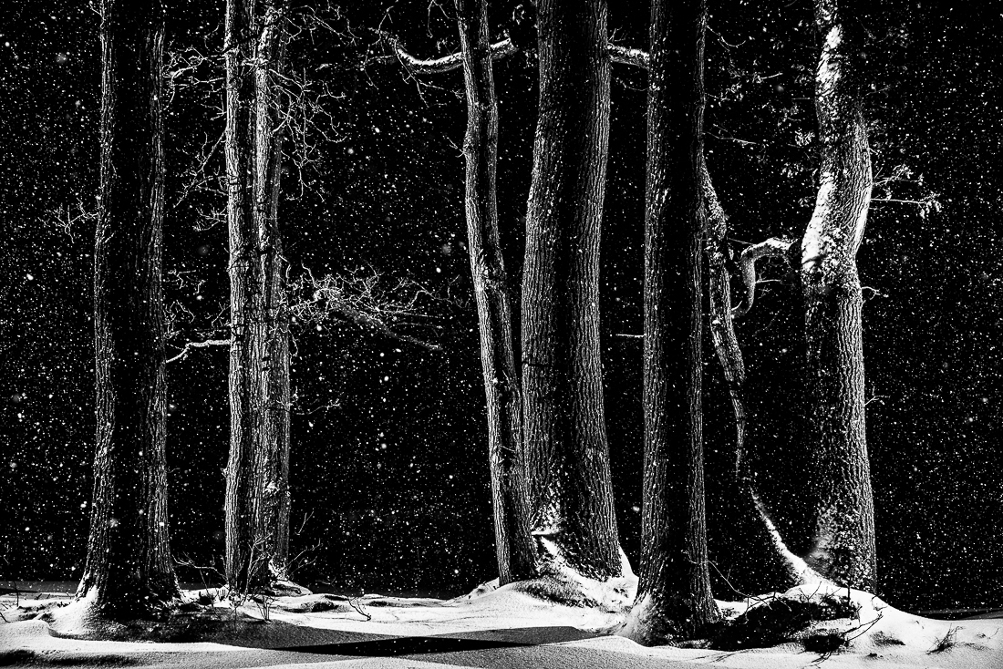 Oak Trees in Snowstorm at Night
