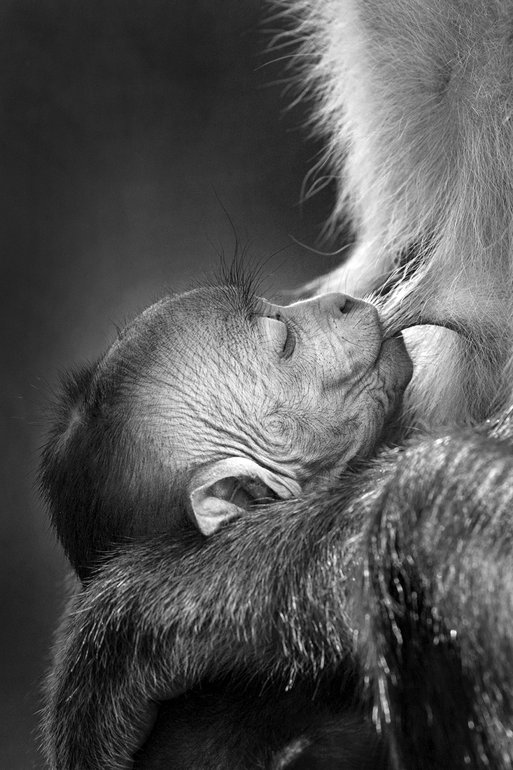 Mothers love