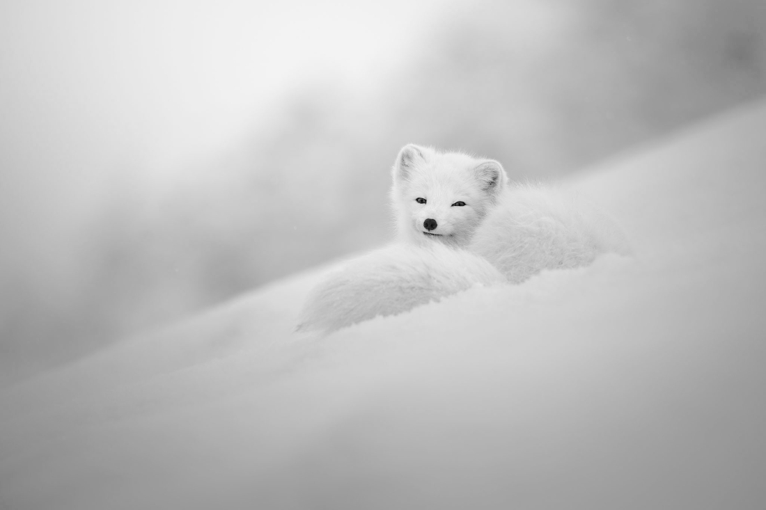 Divine beauty of an arctic fox