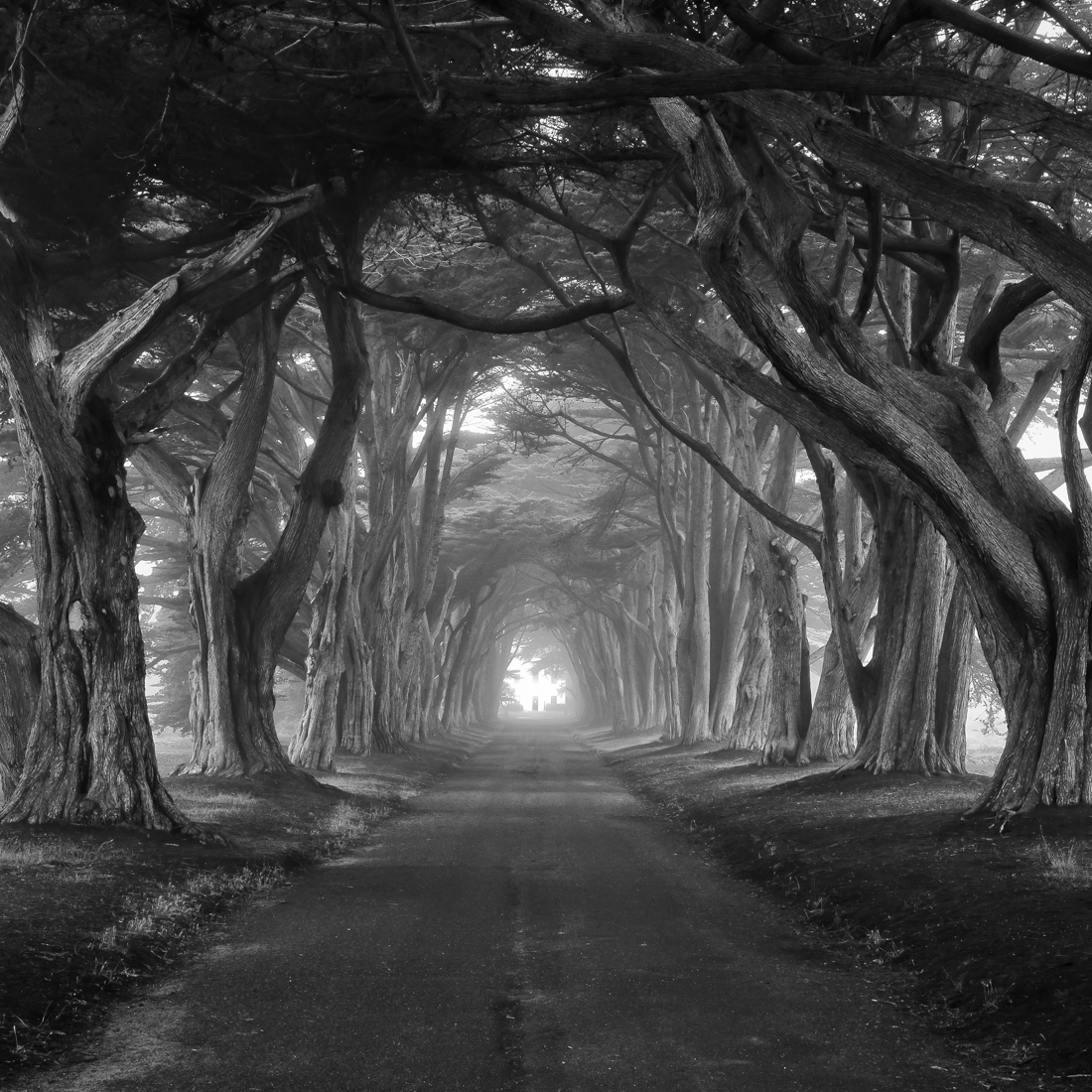 Cypress Tree Tunnel