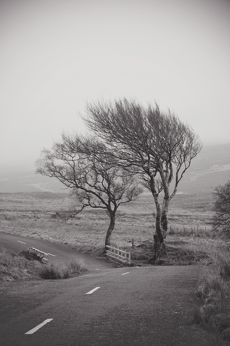 Wicklow Trees