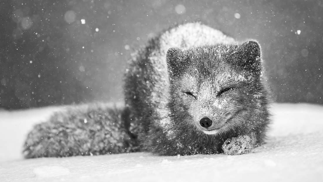 Arctic fox in snowstorm.