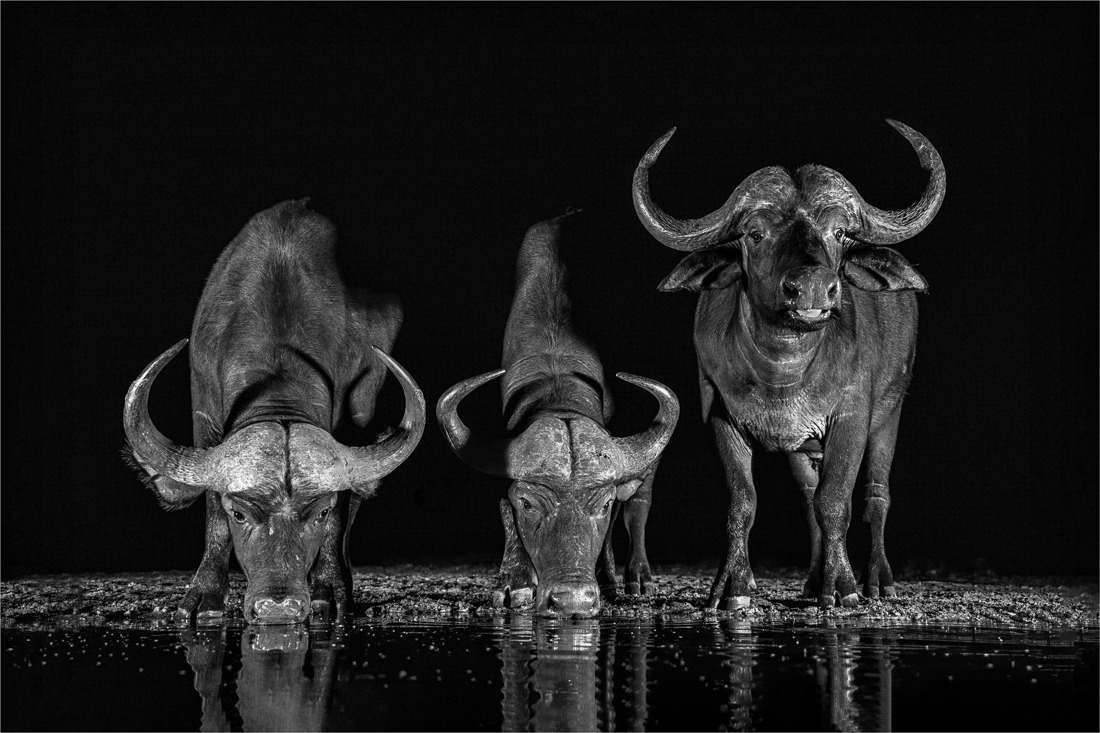 Buffalo at Night