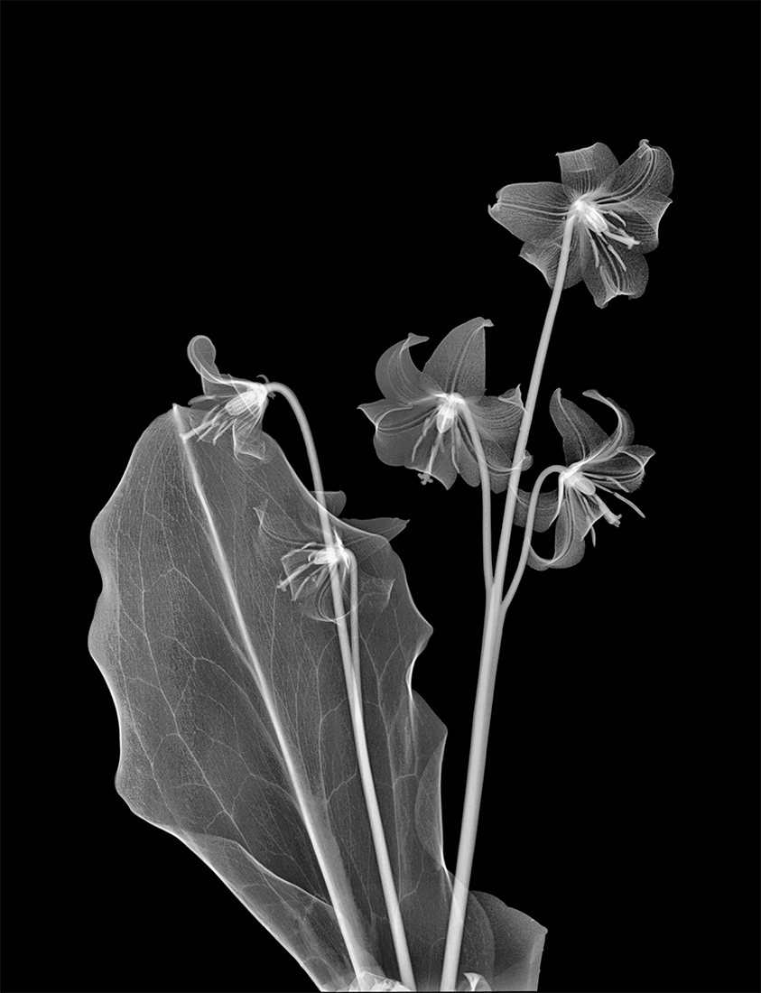 Dog Tooth Violet Floral Xray