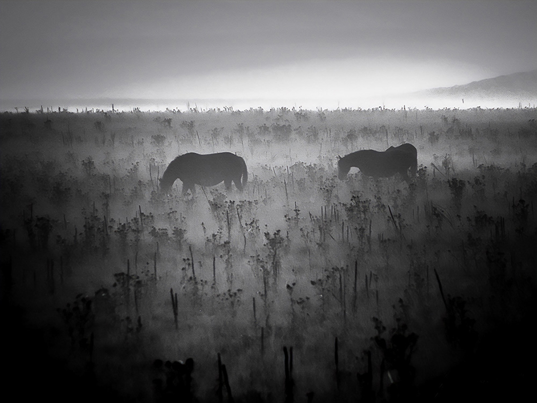 horses on the moor