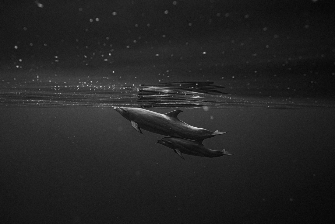 Dolphins Under the Stars