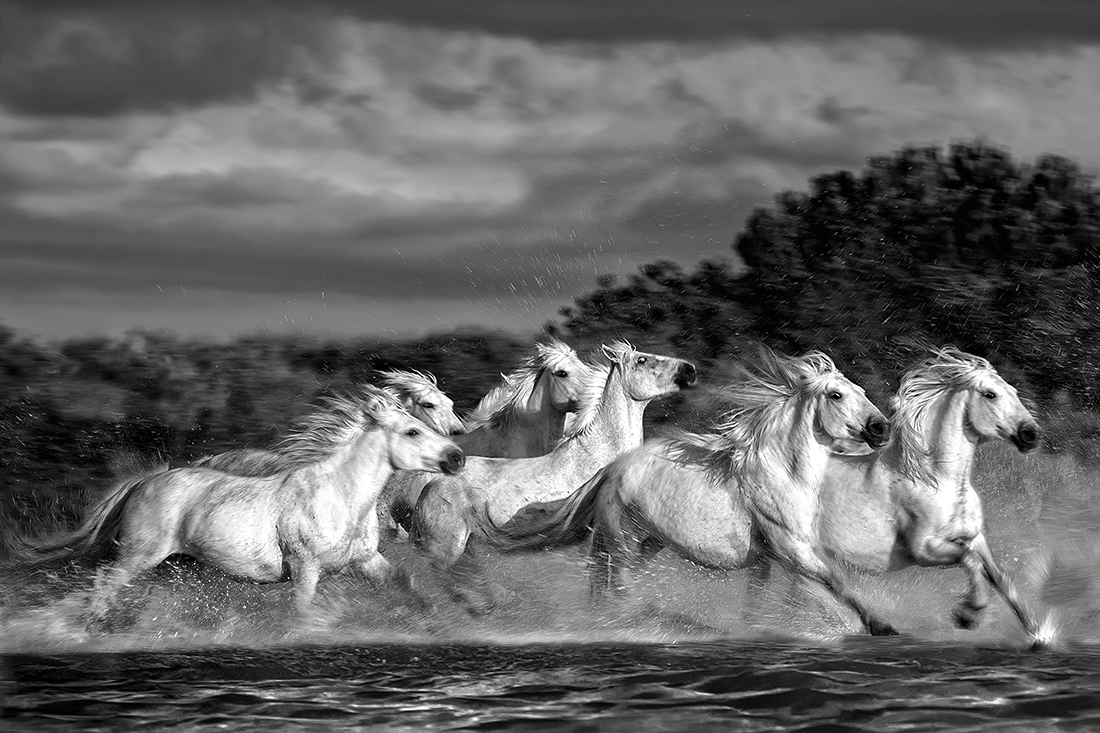 Camargue horses running through the marsh