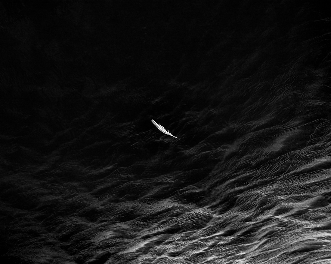 Feather. Crowdy Reservoir, Cornwall. 