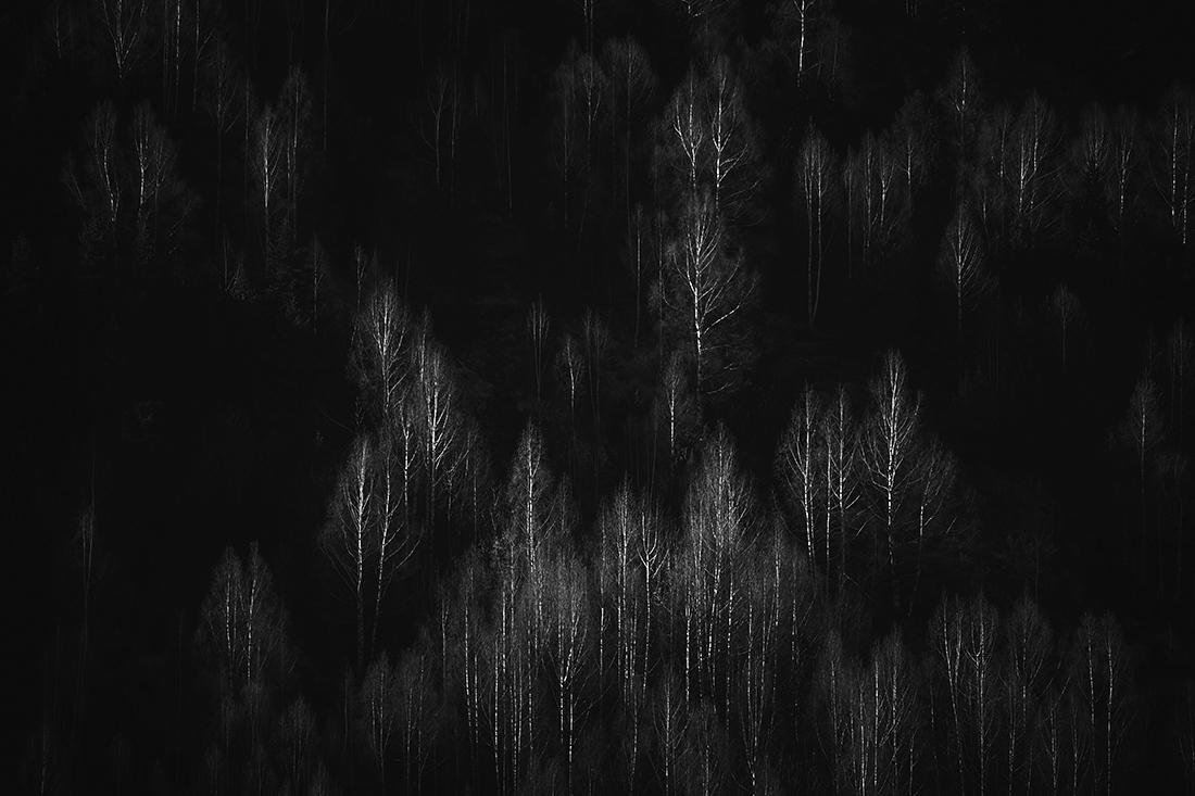 Spectral forest