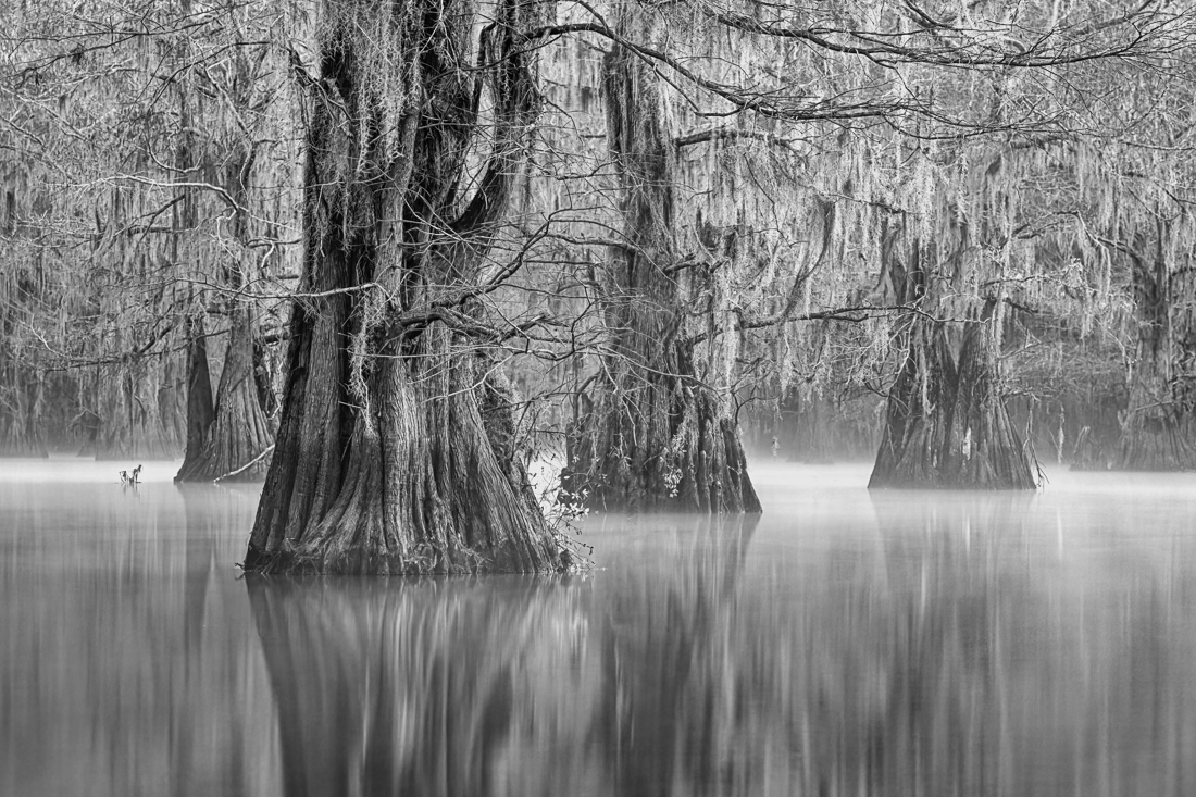 Misty Morning