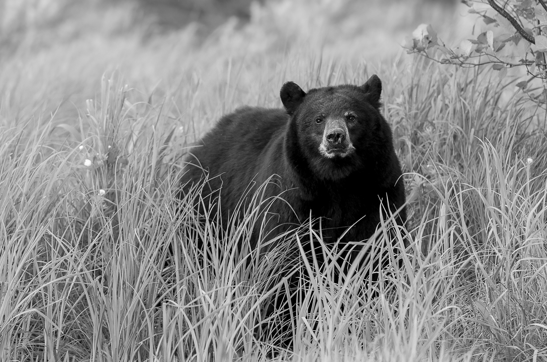 I Met A Bear