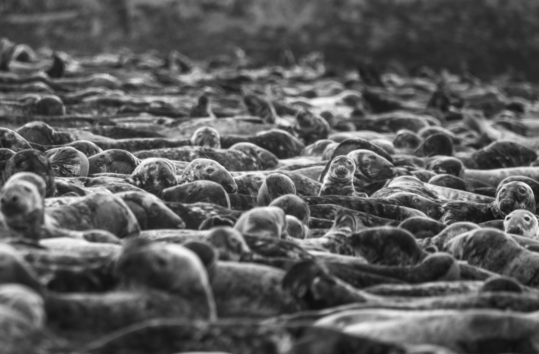 Grey Seal Blasket Islands