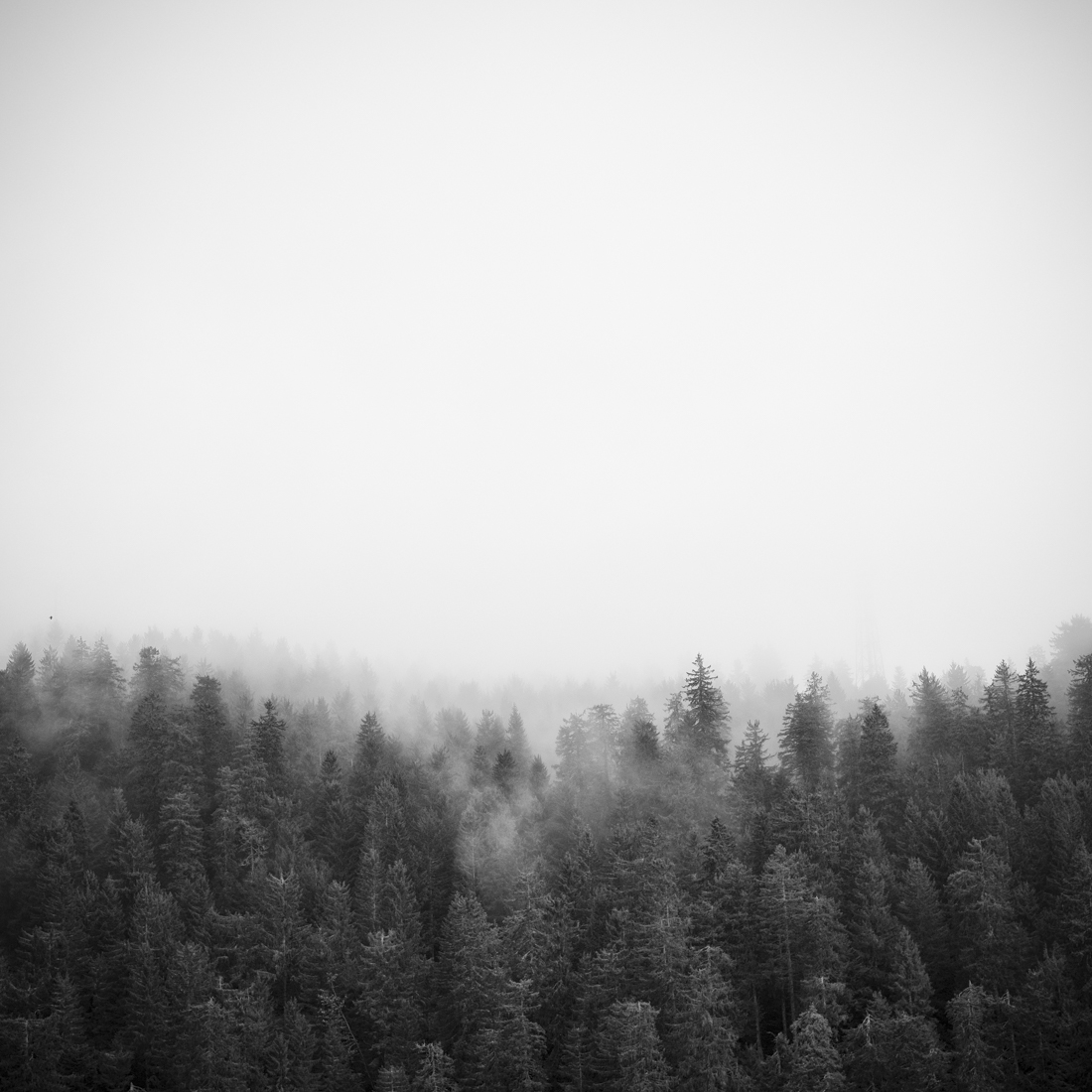 Foggy forest