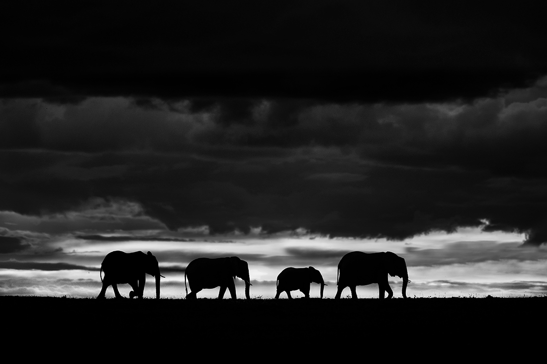 Elephants at dusk