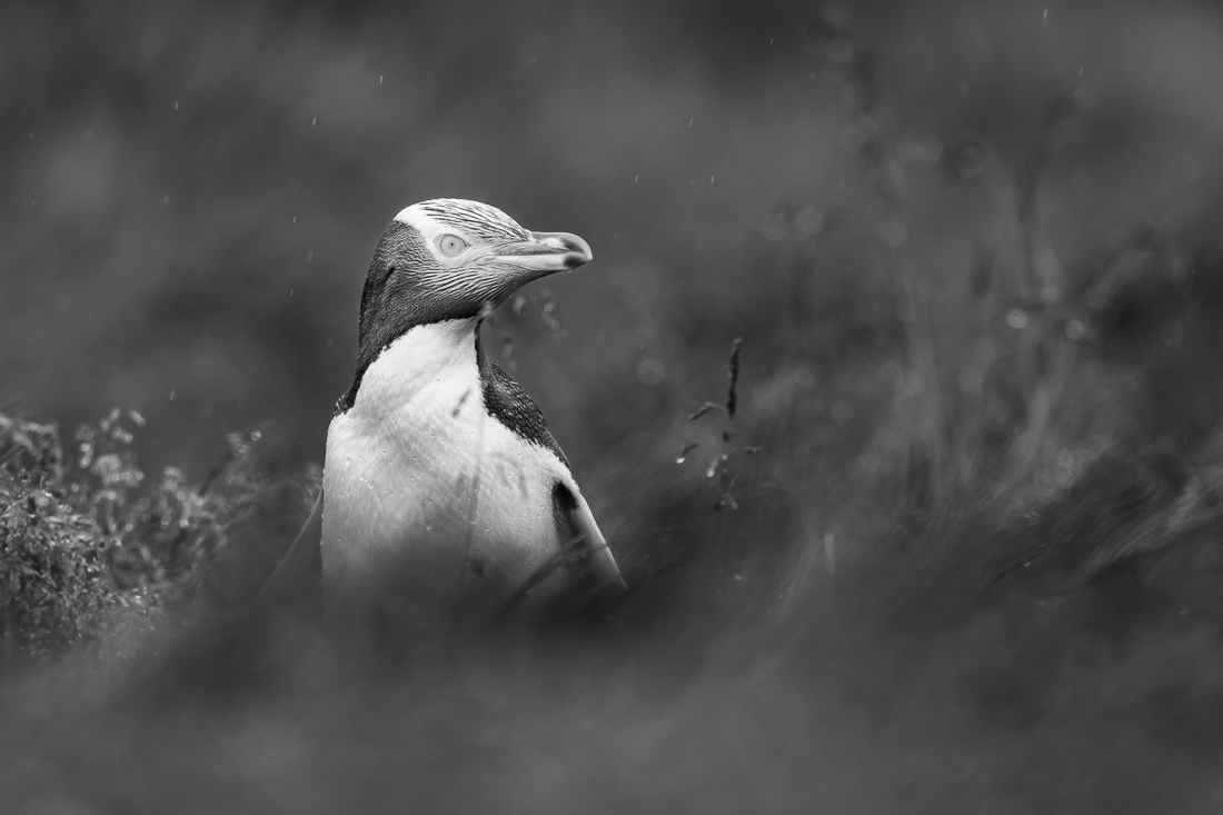 Yellow-eyed penguin