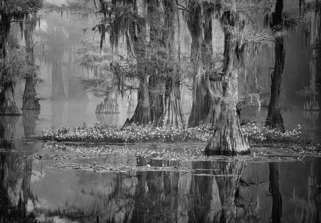 Swamp Reflections