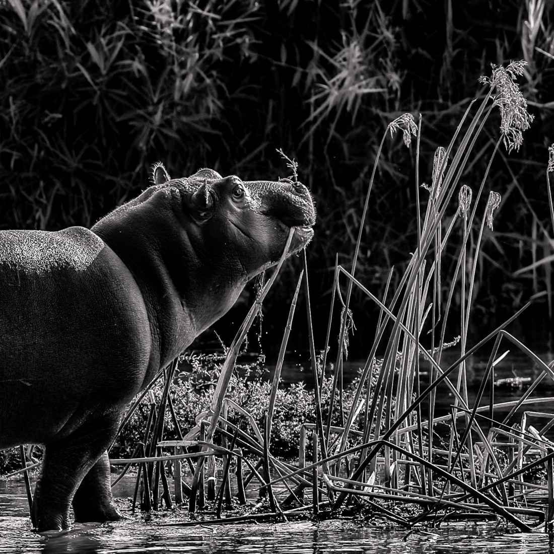 Hippo in the lights