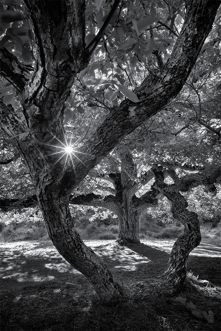 Century-old walnut tree