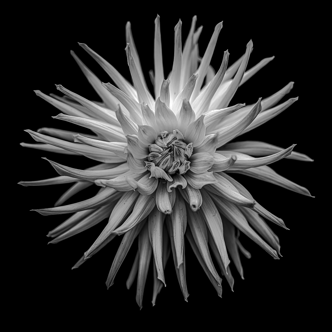 White Dahlia