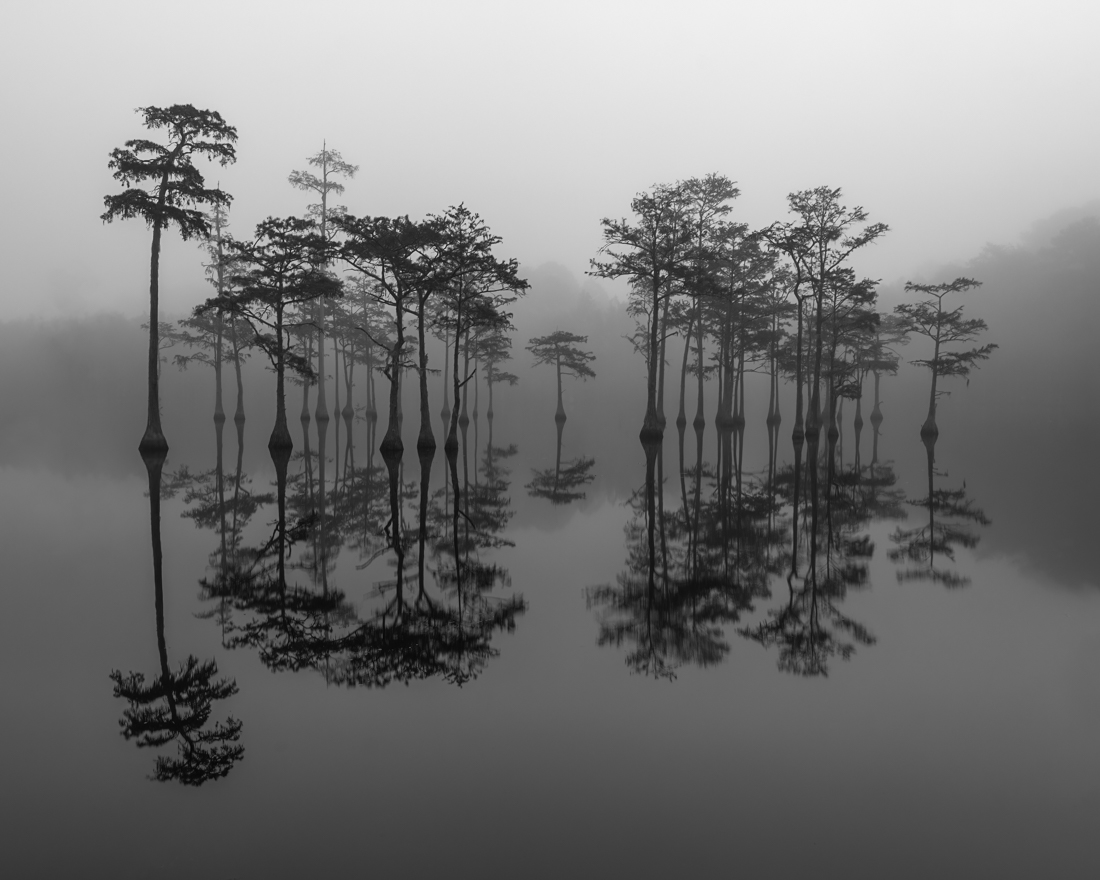 Symmetry in the Swamp