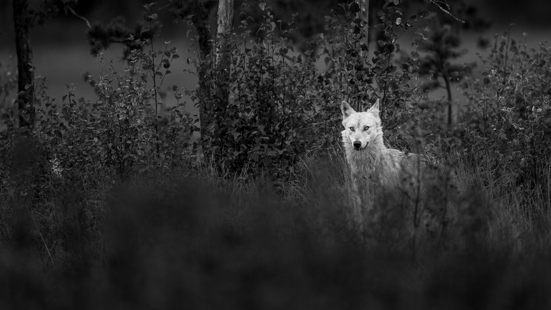 The White Wolf