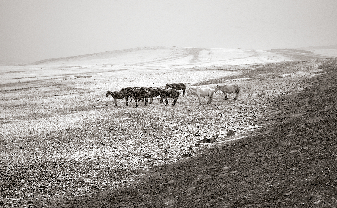 Snowstorm in April, Mongolia.