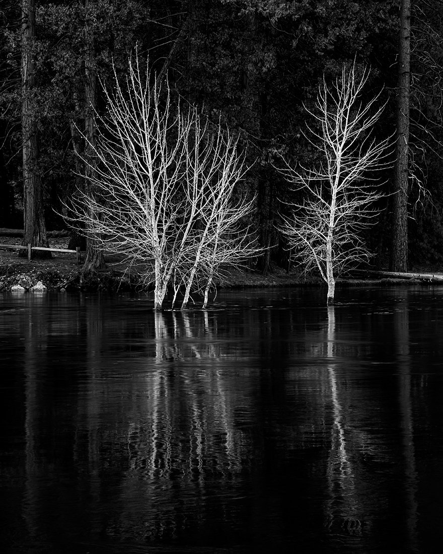 Trees in River