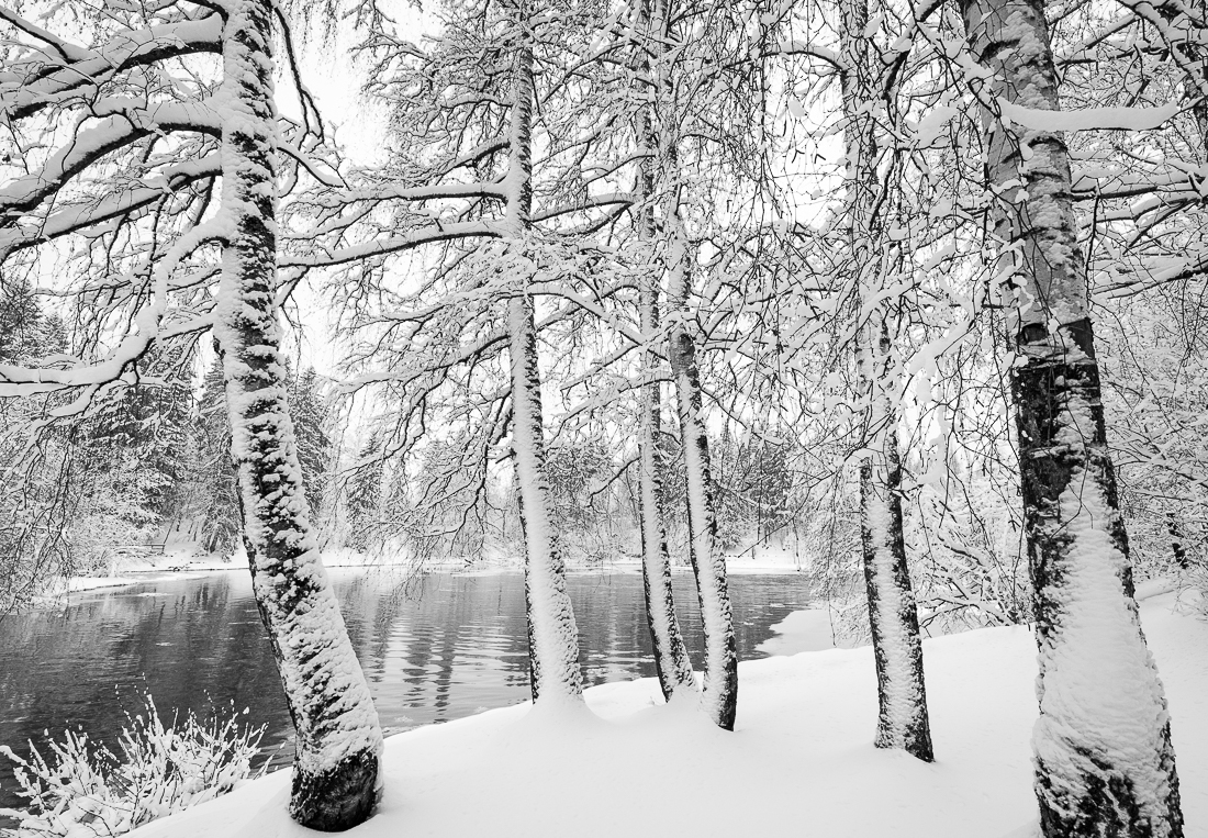 Covered in Snow