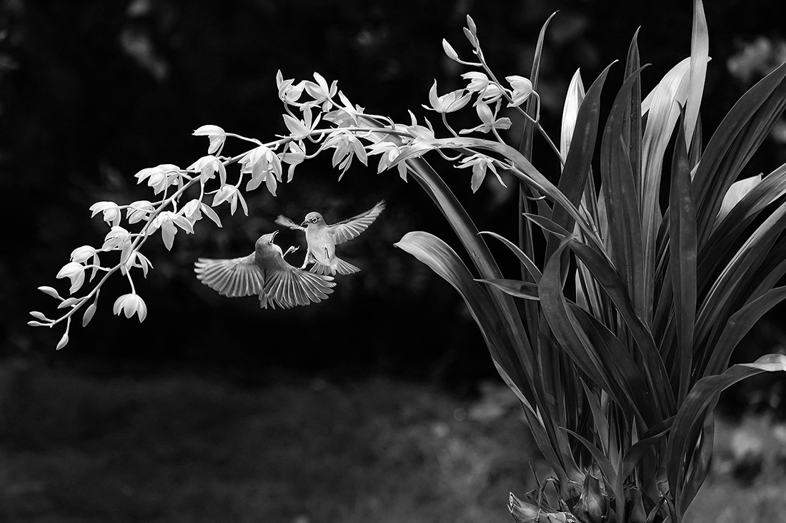 Orchid Flowers and Birds