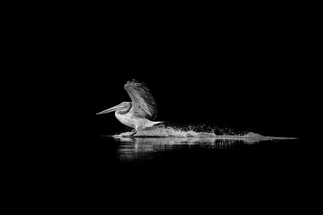 Pelican landing