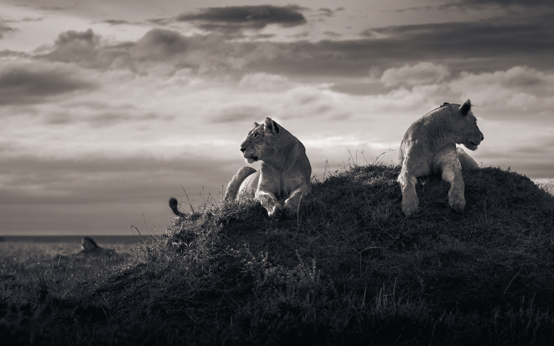 Queens of the Marsh Pride