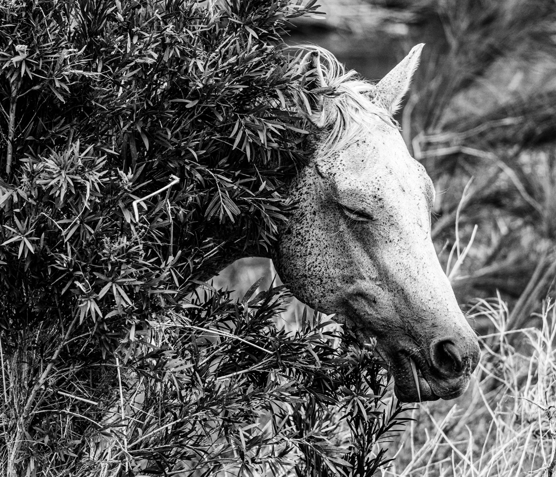 Horse in the Brush