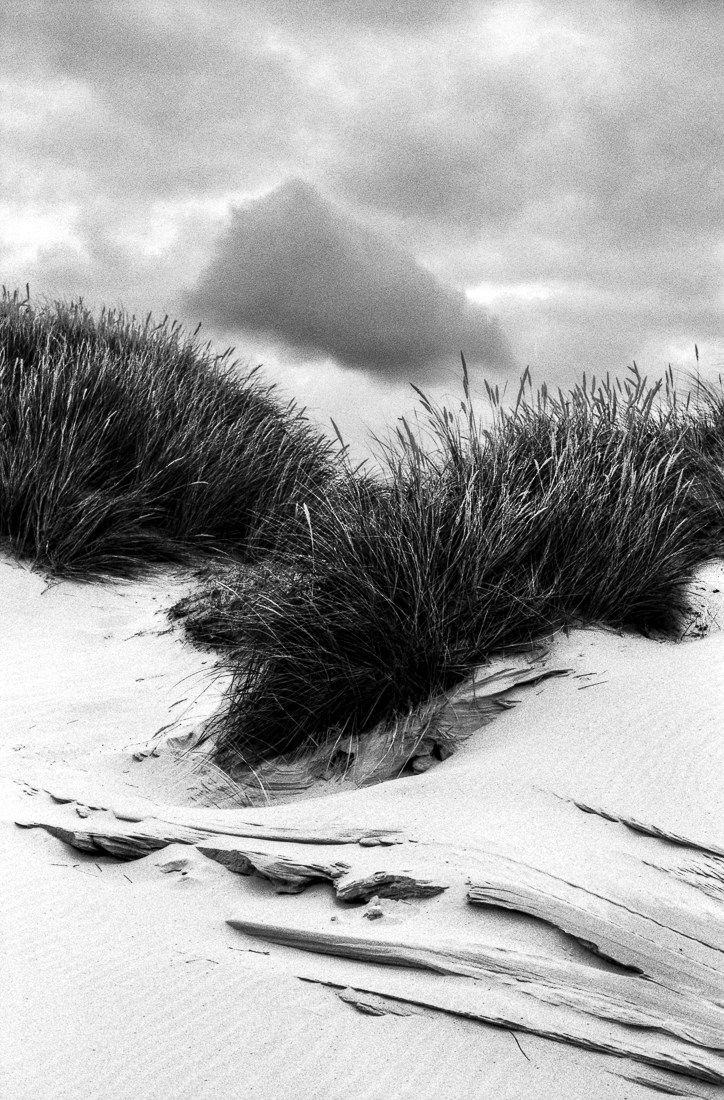 Tallgrass, Kennemer dunes, IJmuiden aan Zee, Netherlands, August 2023