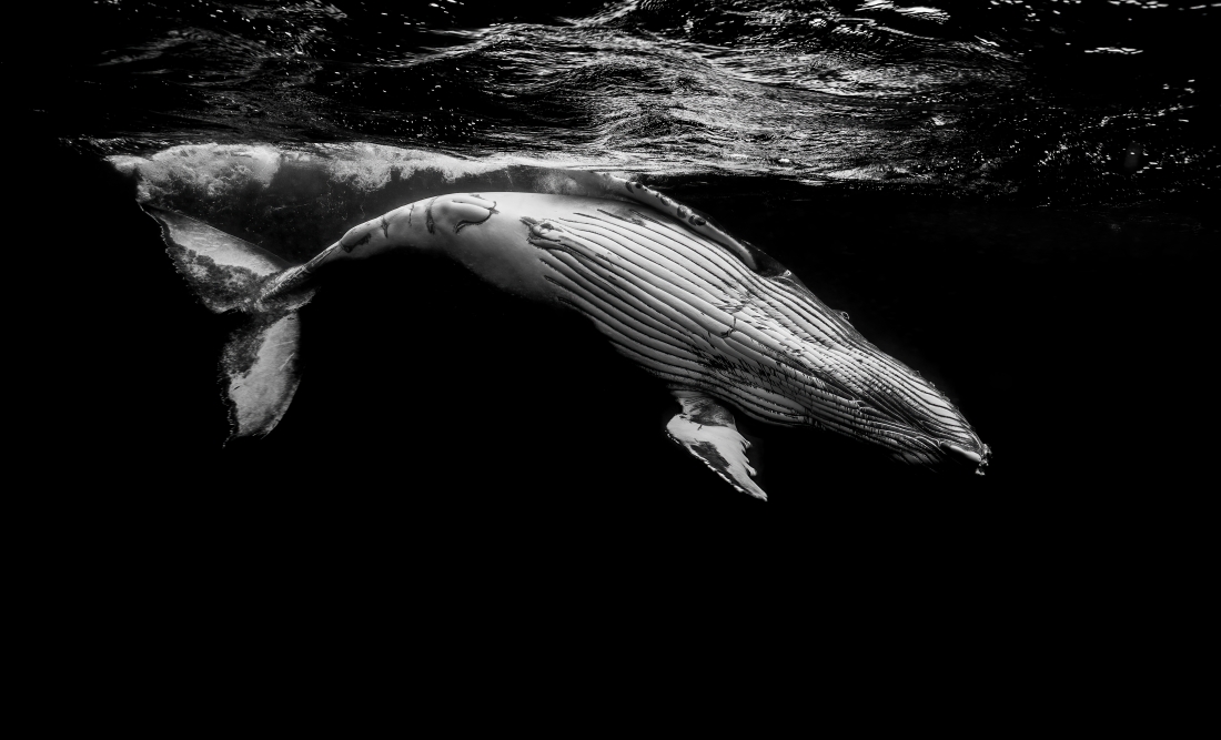 Humpback Whale (Megaptera novaeangliae) 