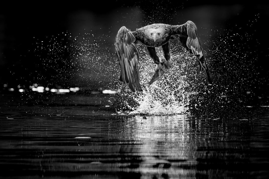 White-tailed eagle