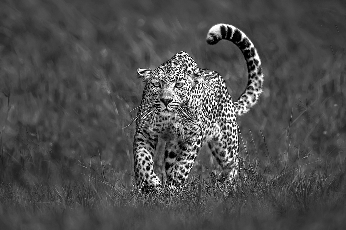 Leopard on the prowl