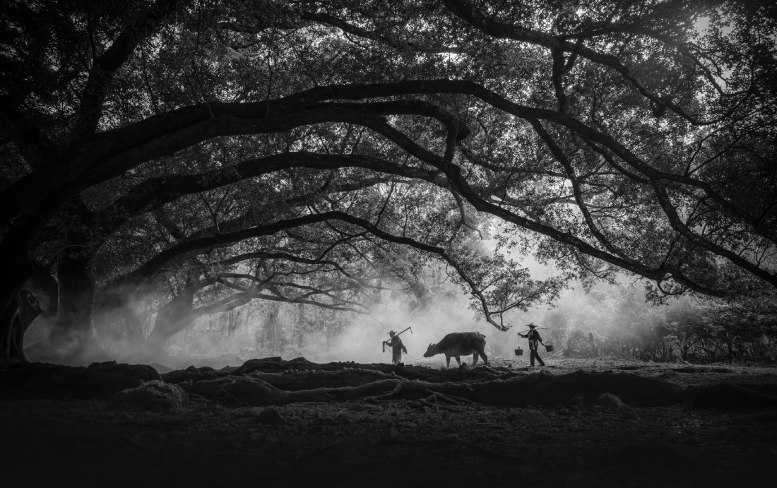 Under the old banyan tree