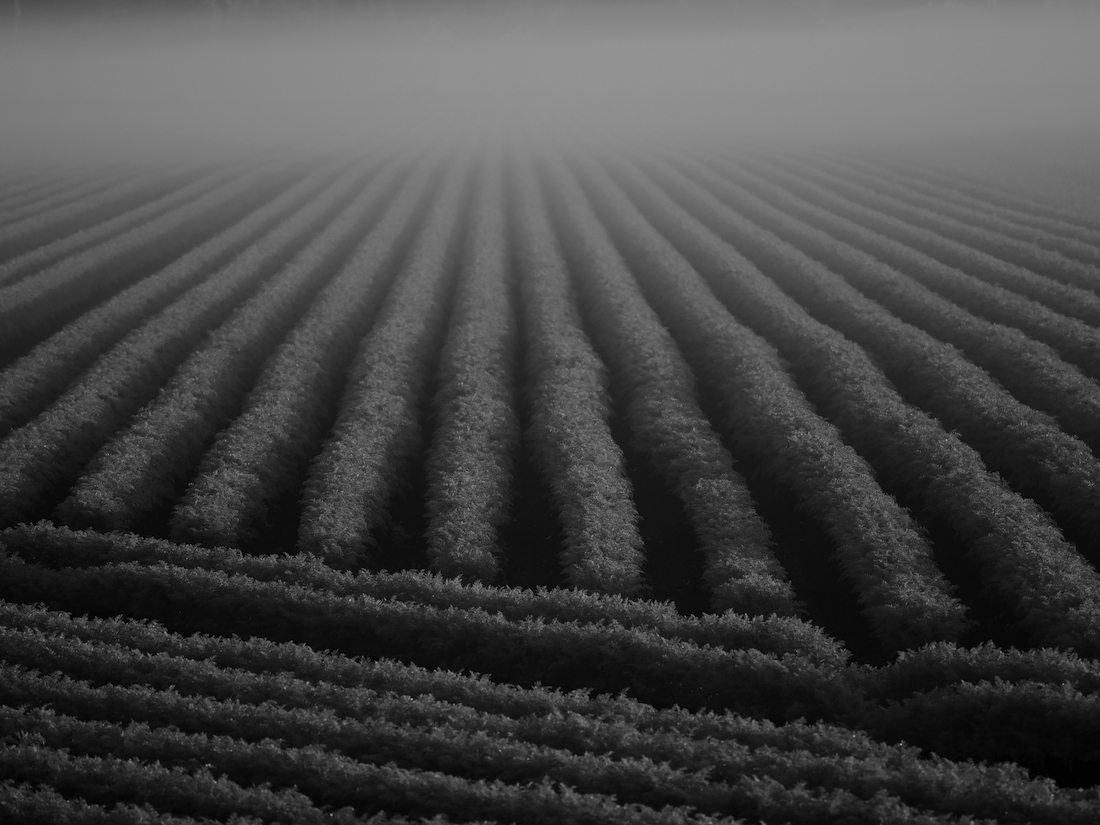 Field of Fog