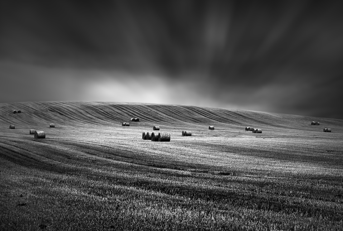 Wheat field