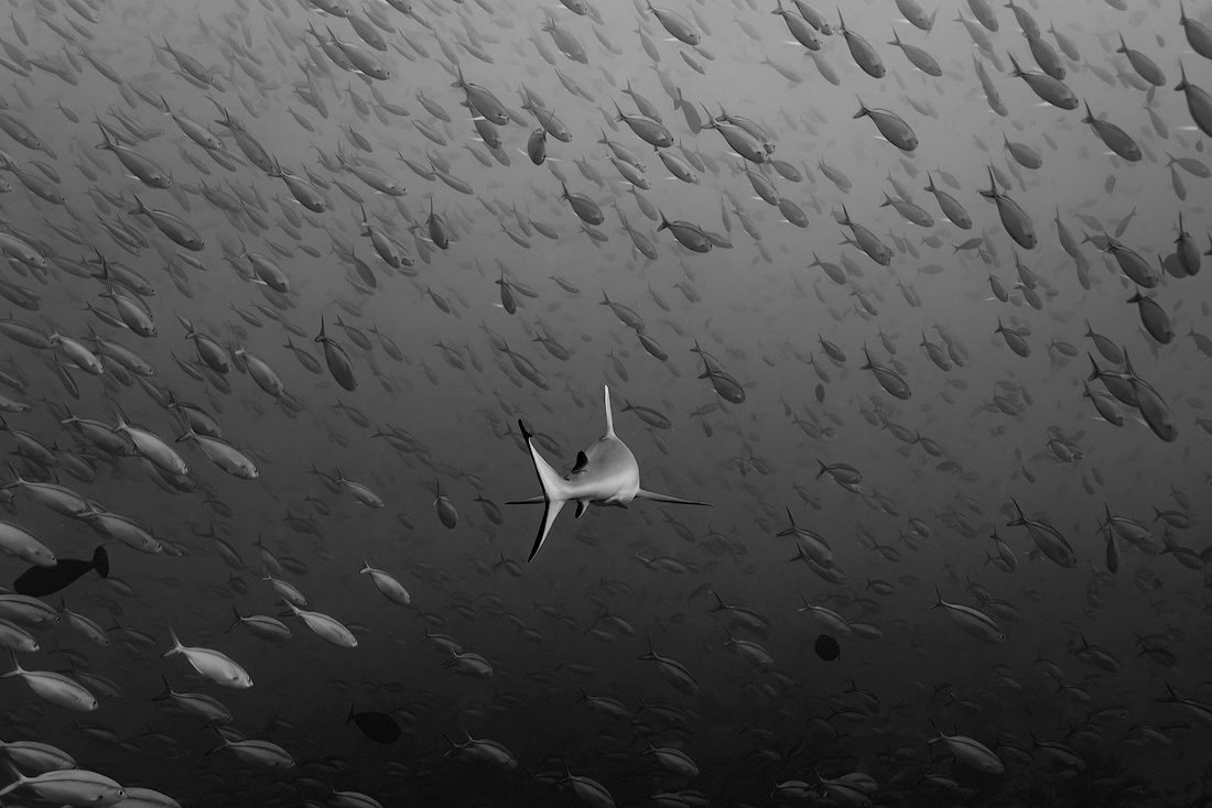 Underwater ballet