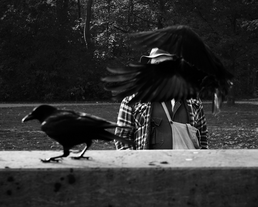 crows with man