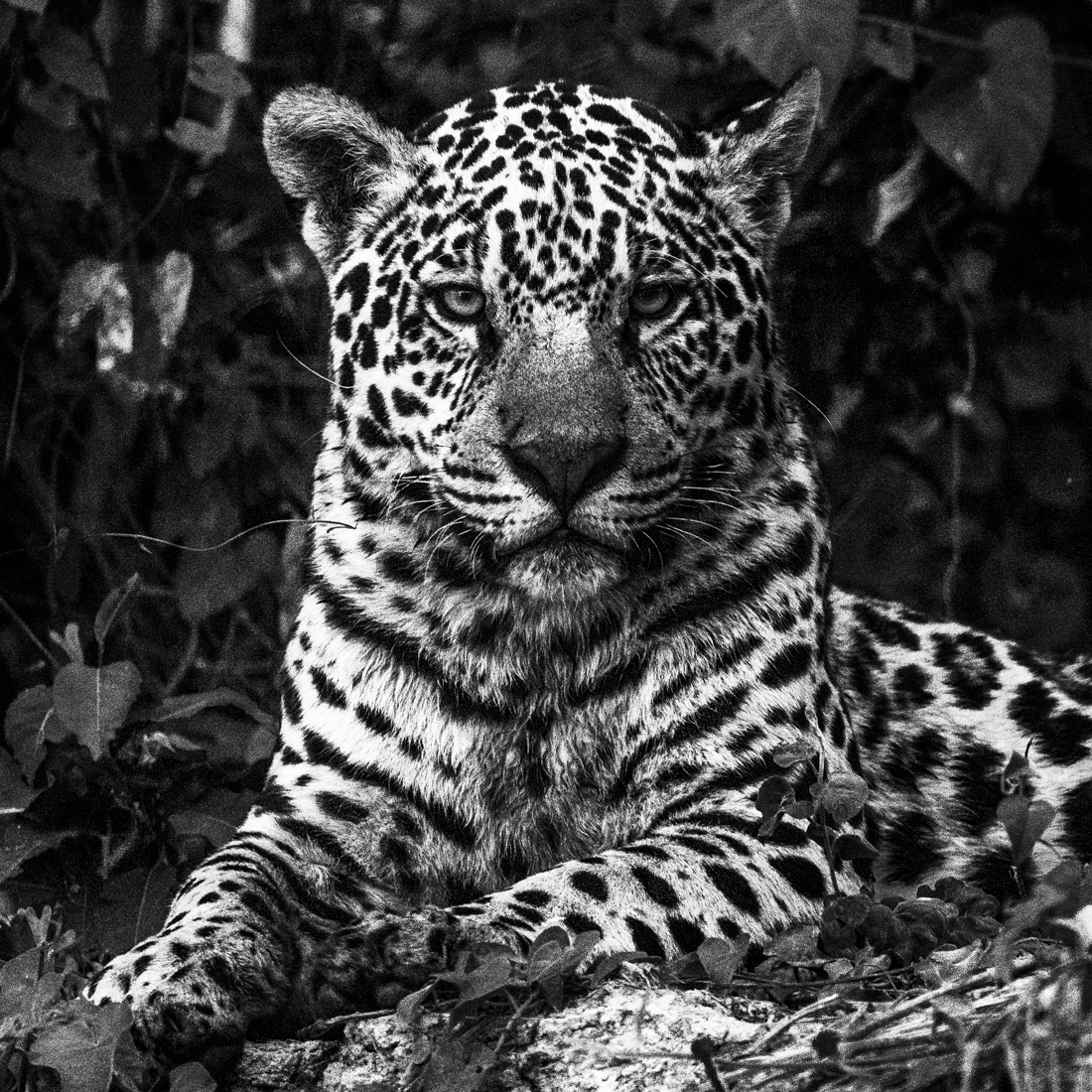 Majesty of the Pantanal