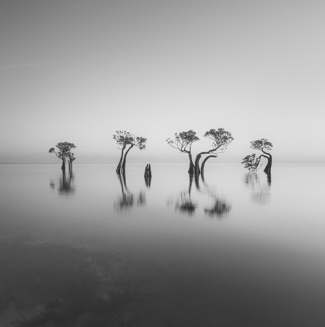 Mangroves Family