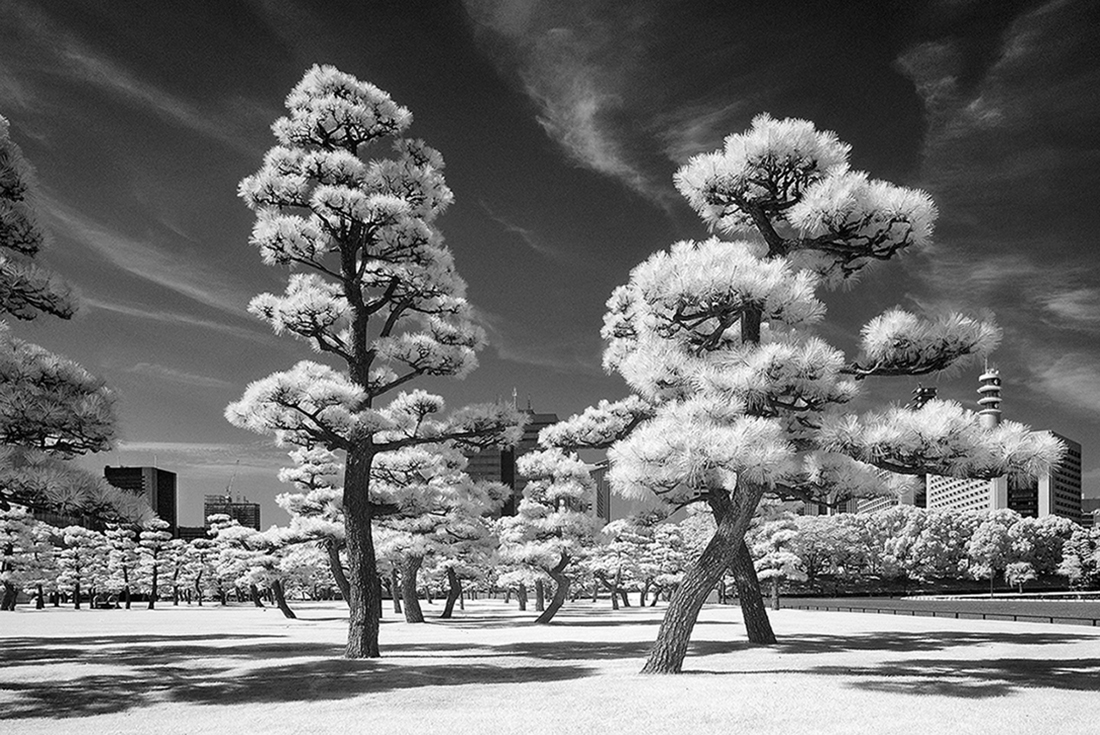 Garden in Front of Imperial Palace, Tokyo, Japan