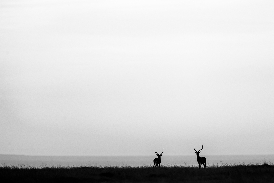 Strength and Survival: Two Deer in the Wild