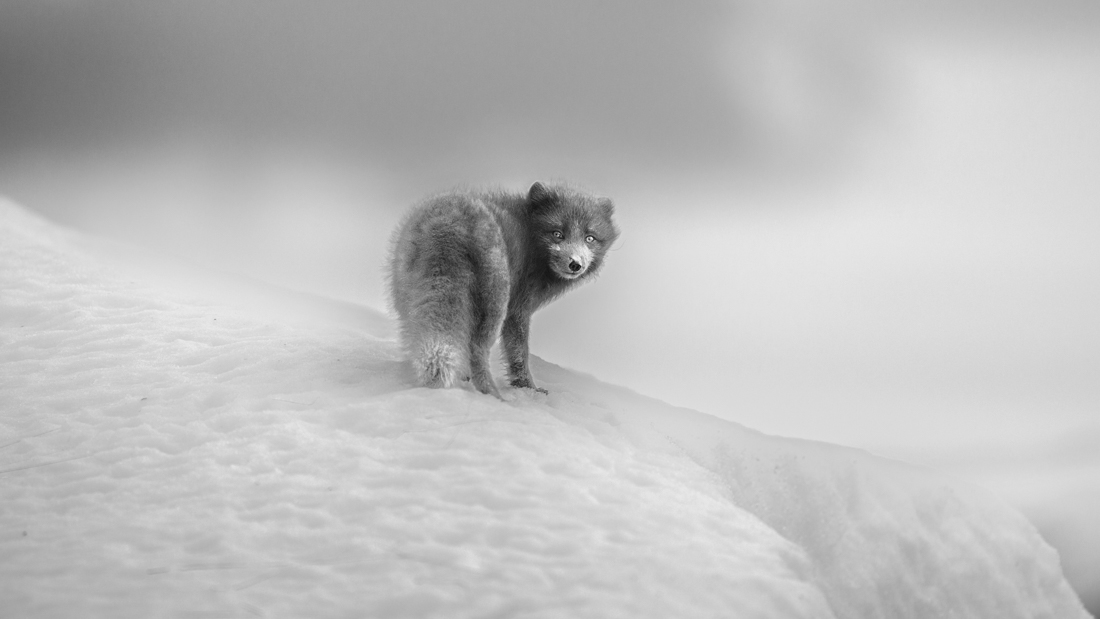 Arctic Fox